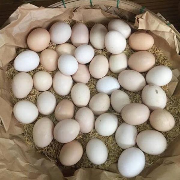 Nhà cung cấp các sản phẩm Trứng